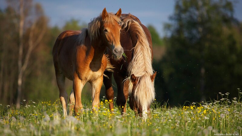 Horses grazing in a meadow