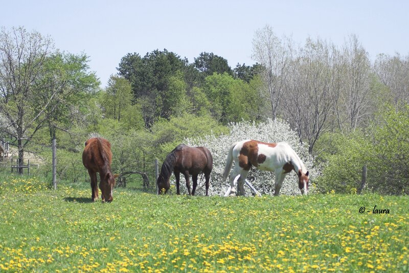 Horses grazing in a meadow