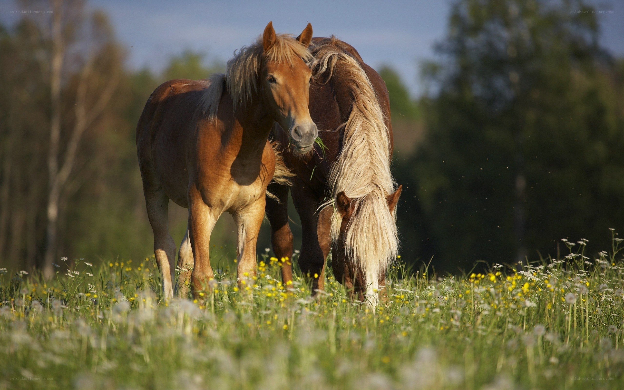 Horses grazing in a meadow