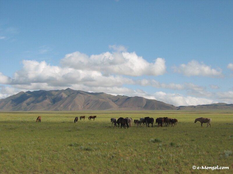 Horses grazing in a Mongolian steppe