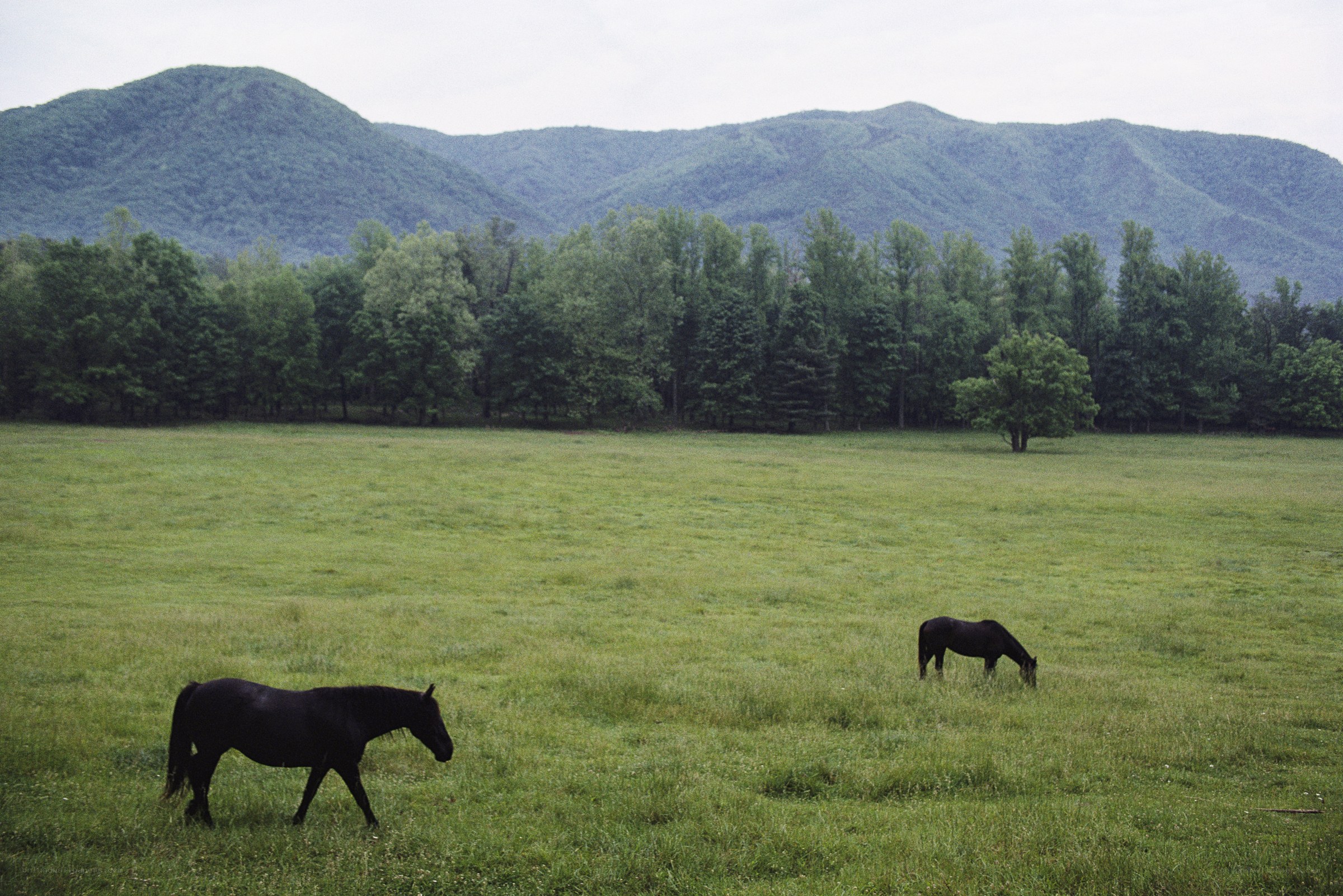 Horses grazing in a mountain field