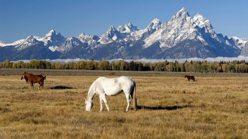 Horses grazing in a mountain field
