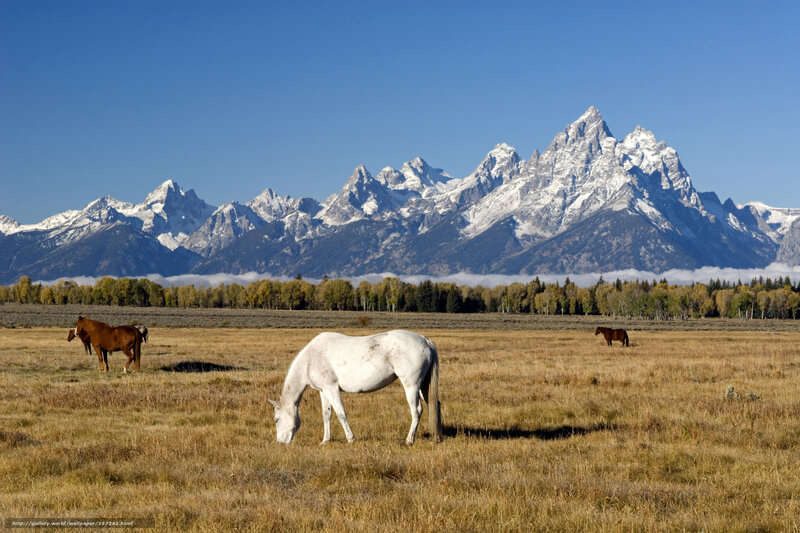 Horses grazing in a mountain field