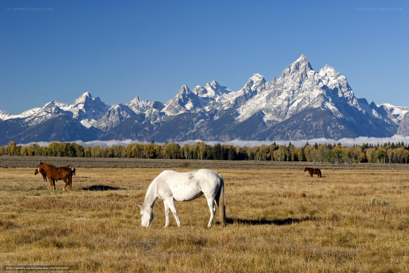 Horses grazing in a mountain field