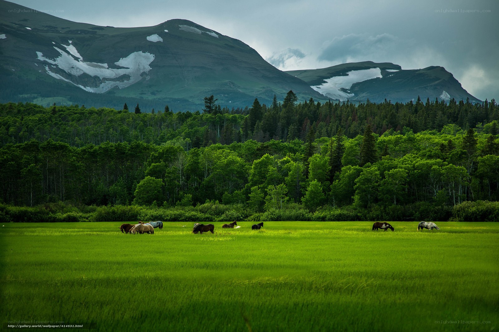Horses grazing in a mountain valley