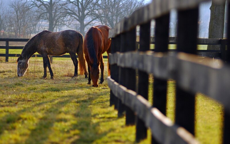 Horses grazing in a pasture