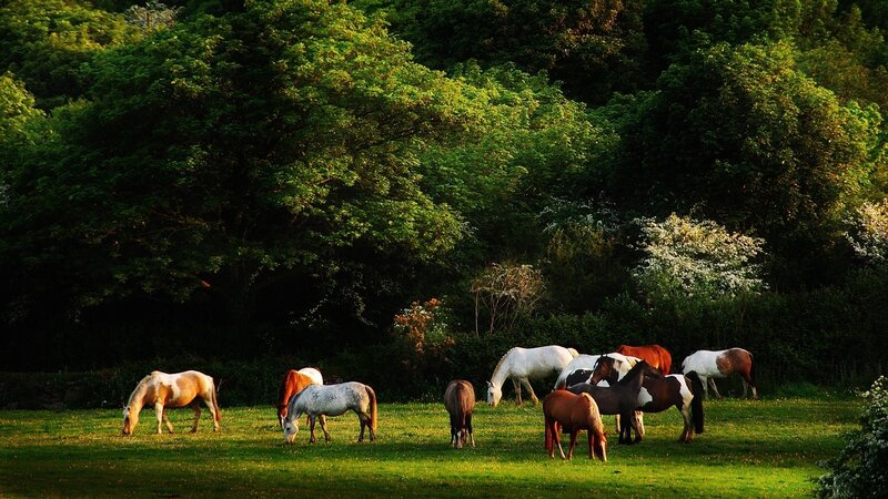 Horses grazing in a sunlit field