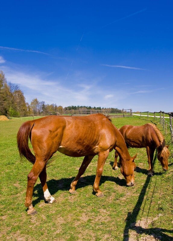 Horses grazing in a sunny field