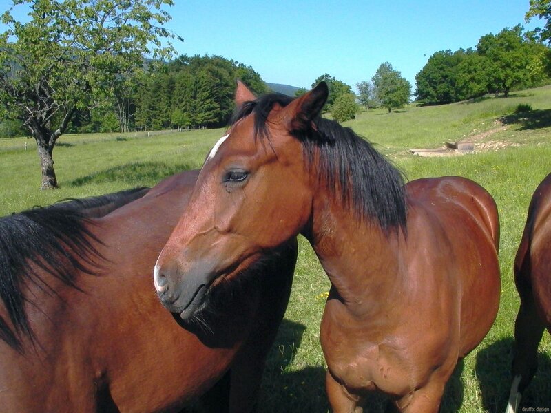 Horses grazing in a sunny field