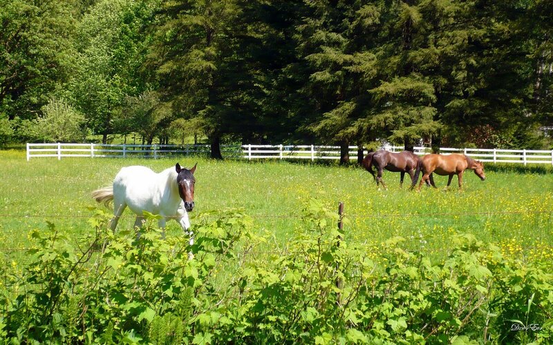 Horses grazing in a sunny field