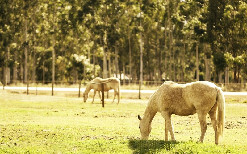 Horses grazing in a sunny field