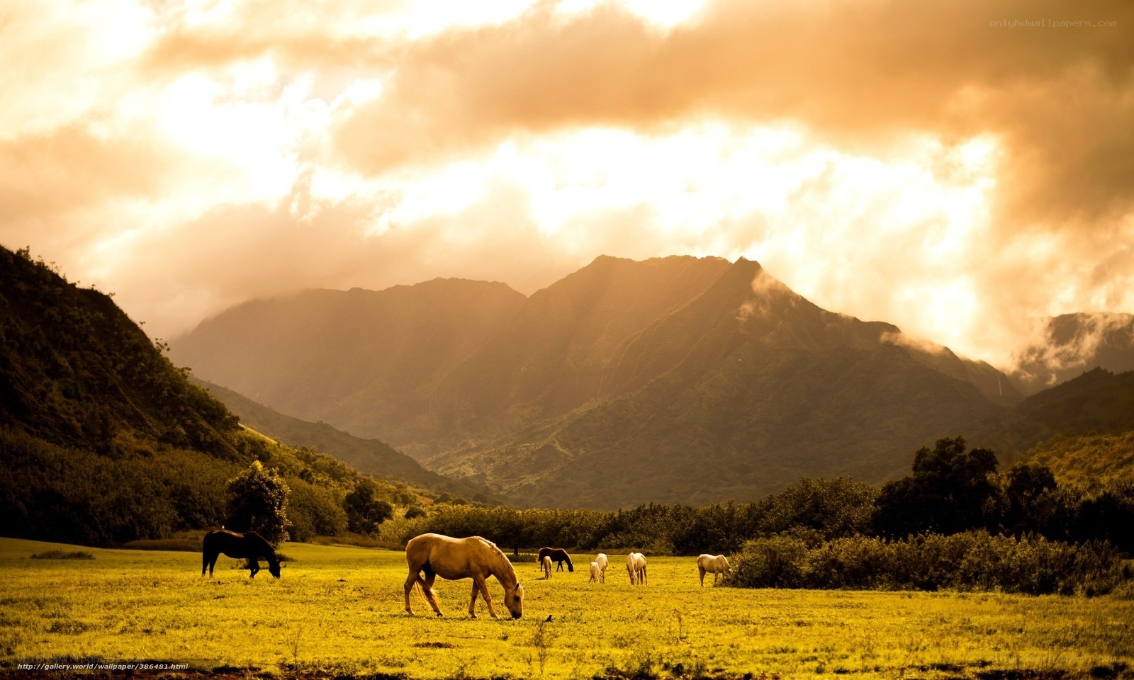 Horses grazing in a valley