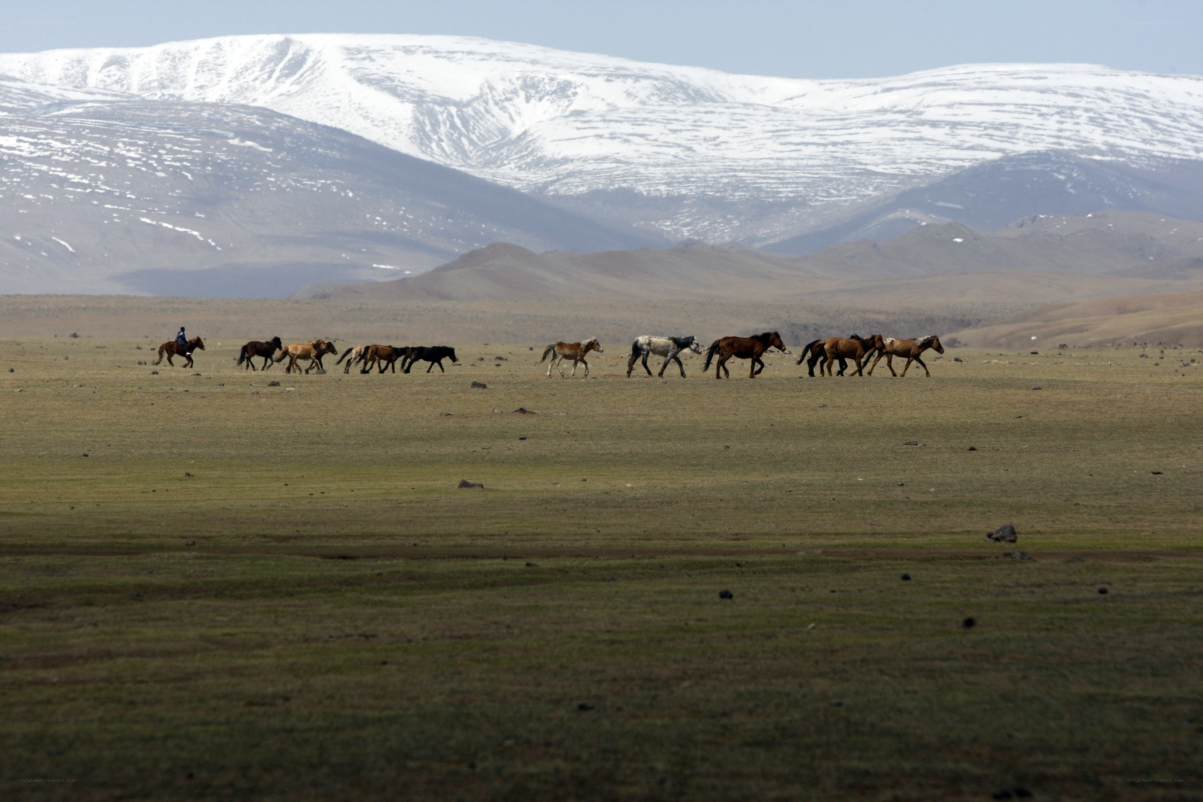 Horses grazing in a vast plain