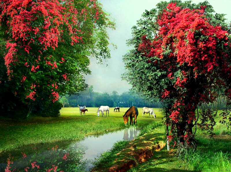 Horses grazing in a vibrant field