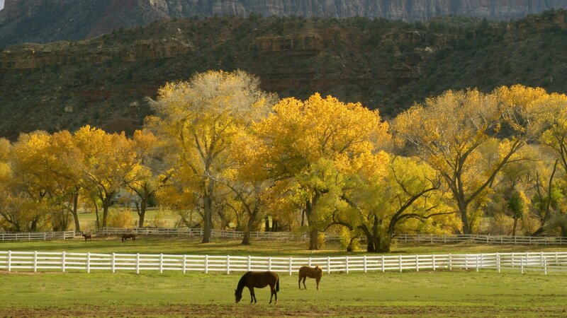 Horses grazing in autumn valley