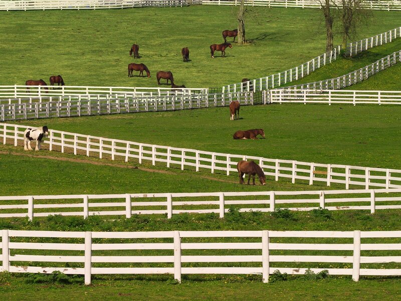 Horses grazing in fenced pastures