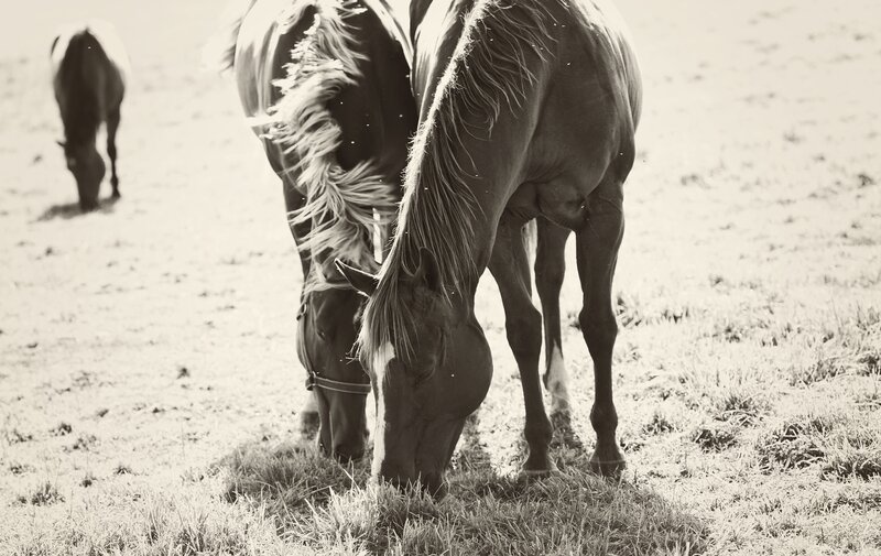 Horses Grazing in Field — Black, Serene