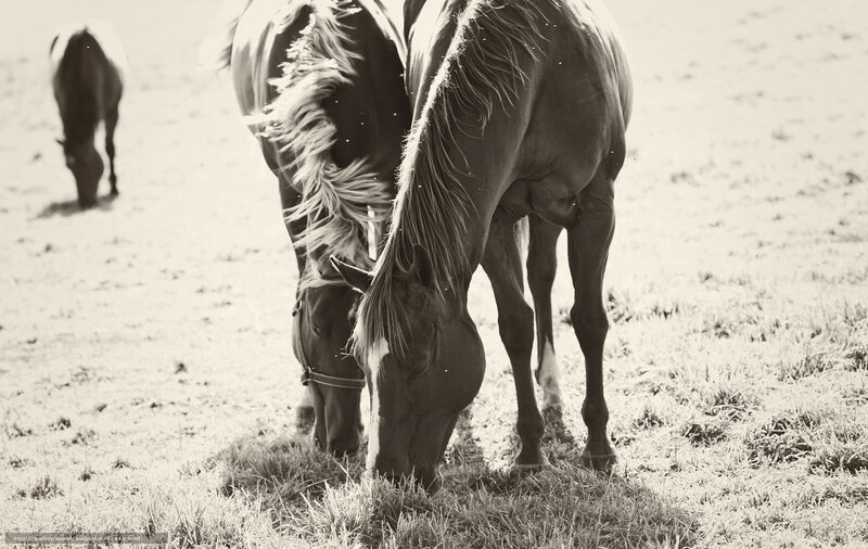 Horses Grazing in Field — Black