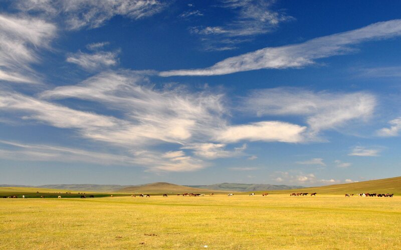 Horses Grazing in Field — Blue, Serene