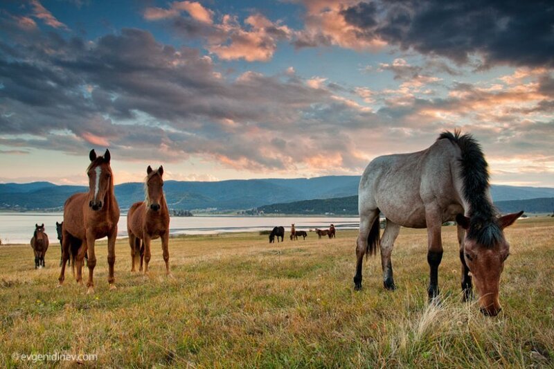 Horses Grazing in Field — Blue