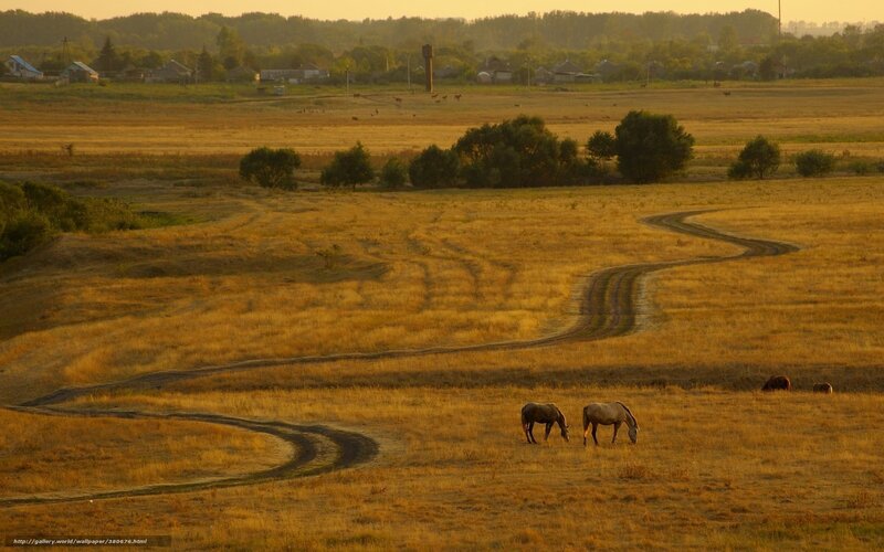 Horses Grazing in Field — Gold