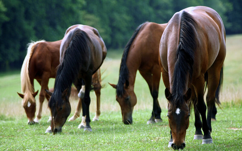 Horses Grazing in Field — Green, Calm, Afternoon, Photograph