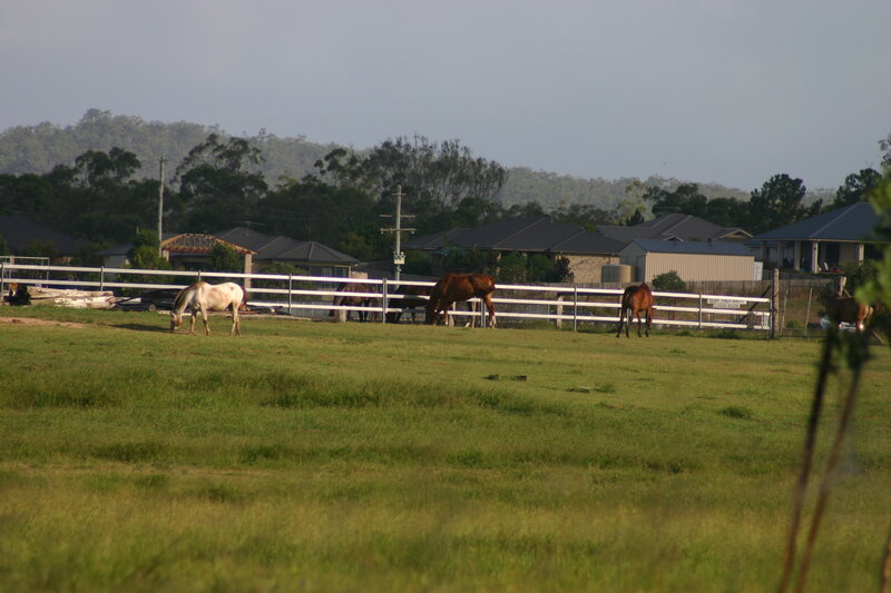 Horses Grazing in Field — Green, Calm, Afternoon