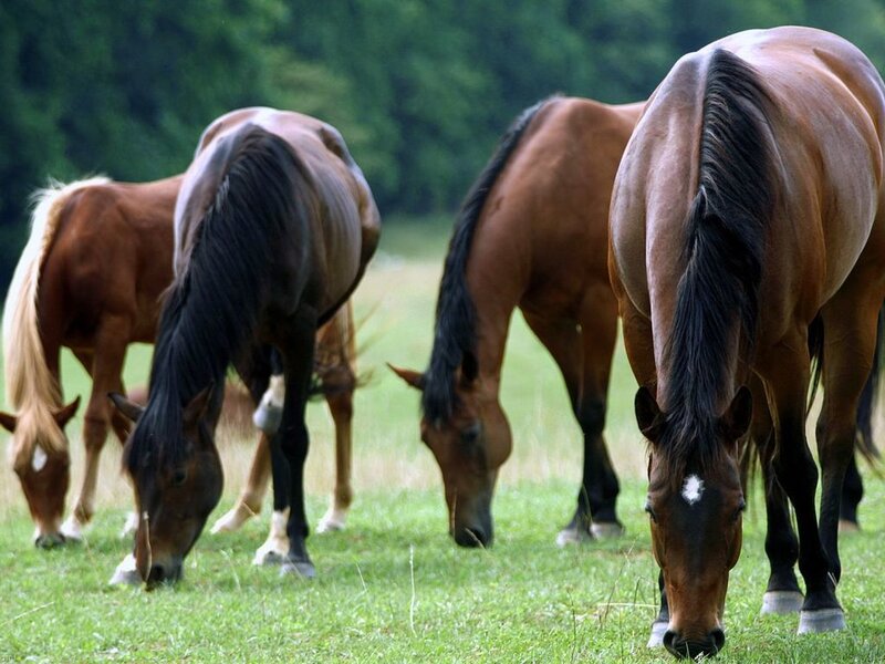 Horses Grazing in Field — Green, Calm