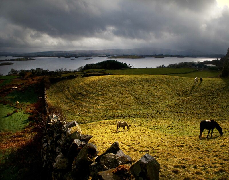 Horses Grazing in Field — Green, Dramatic, Afternoon, Photograph, Lake