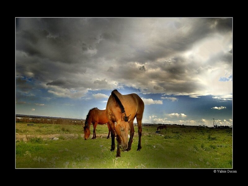 Horses Grazing in Field — Green, Dramatic, Afternoon