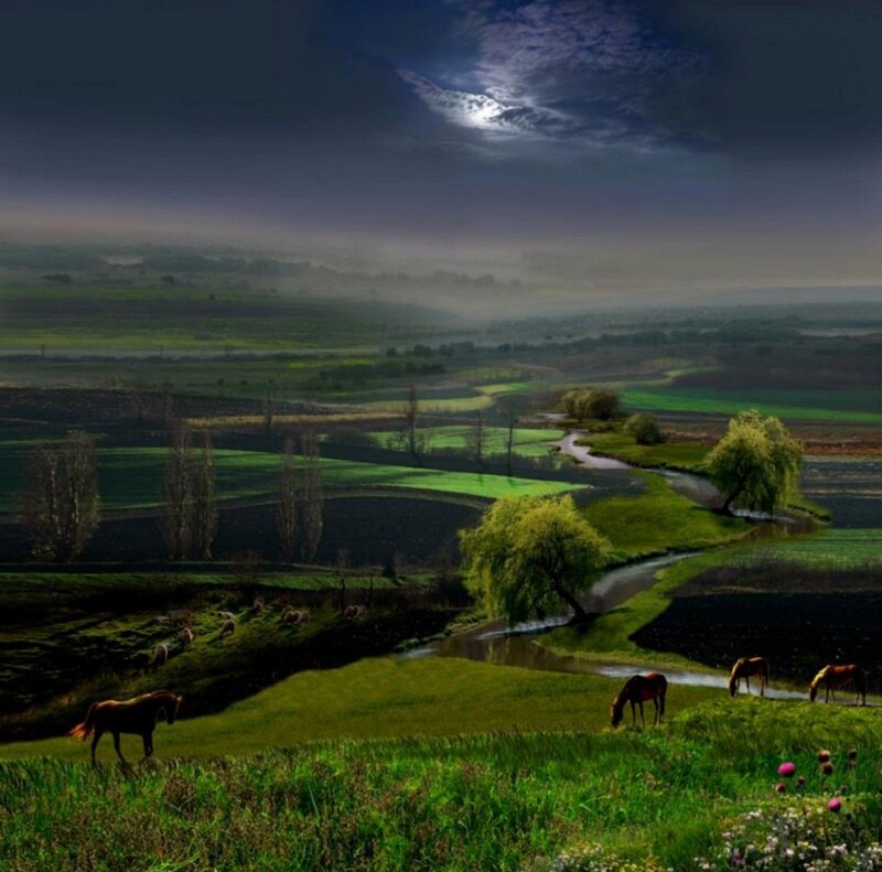 Horses Grazing in Field — Green, Dramatic, Night