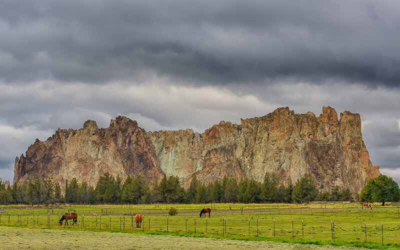 Horses Grazing in Field — Green, Dramatic, Photograph
