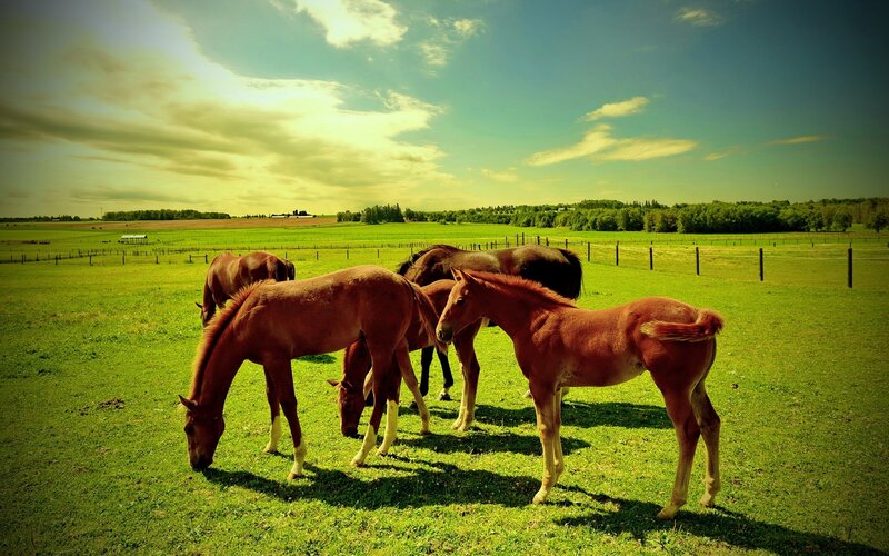 Horses Grazing in Field — Green, Serene, Afternoon, Photograph, Fence