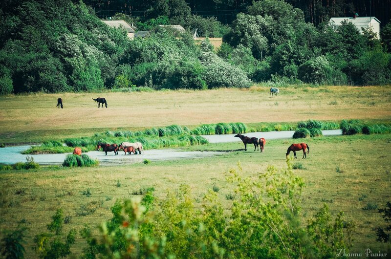 Horses Grazing in Field — Green, Serene, Afternoon, Photograph, River