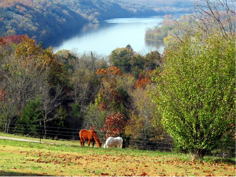 Horses Grazing in Field — Green, Serene, Autumn, Photograph