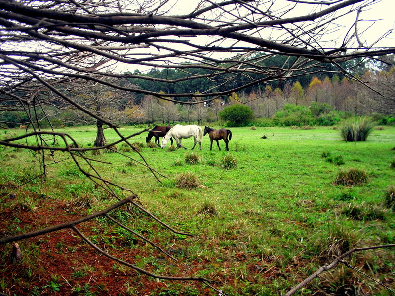 Horses Grazing in Field — Green, Serene, Autumn, Photograph, Trees, Grass
