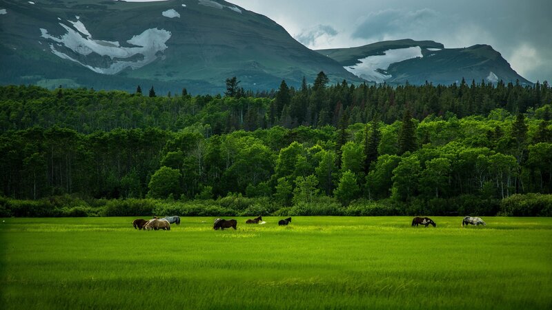 Horses Grazing in Field — Green, Serene, Summer
