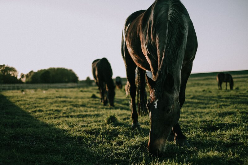 Horses Grazing in Field — Green, Serene, Sunset, Photograph, Grass