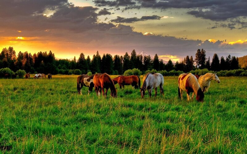 Horses Grazing in Field — Green, Serene, Sunset, Photograph