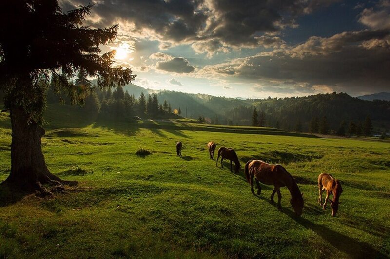 Horses Grazing in Field — Green, Serene, Sunset, Photograph, Tree
