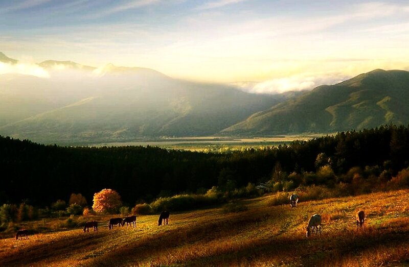 Horses Grazing in Field — Green, Serene, Sunset
