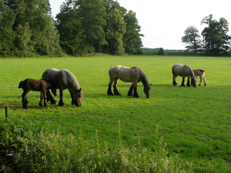 Horses Grazing in Field — Green, Serene