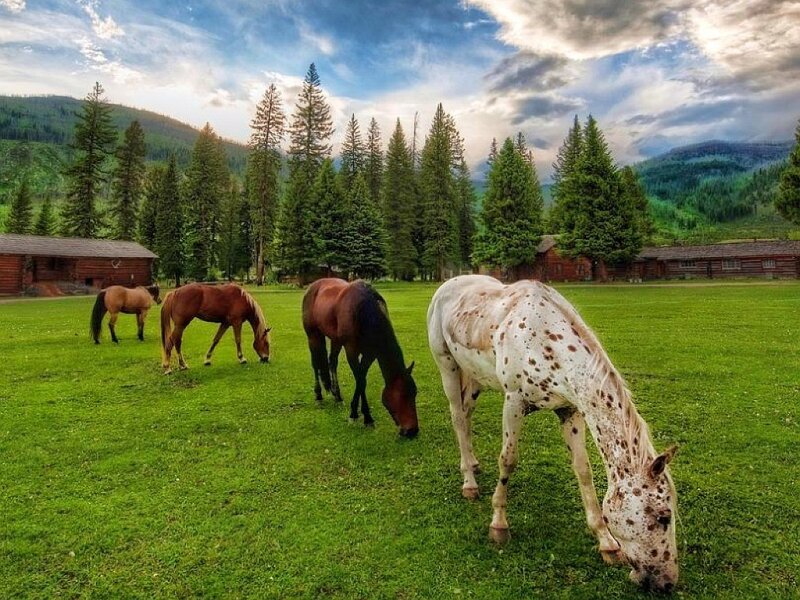 Horses Grazing in Field — Green