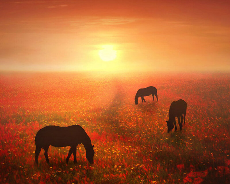 Horses Grazing in Field — Orange