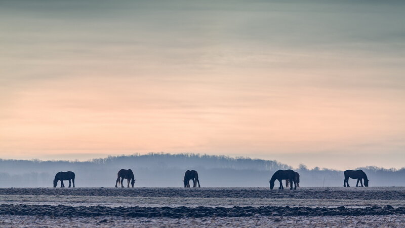 Horses Grazing in Field — Pink