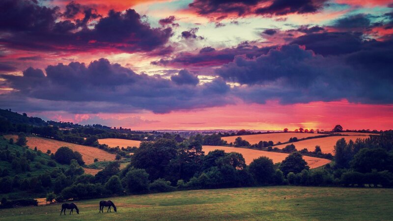 Horses Grazing in Field — Purple