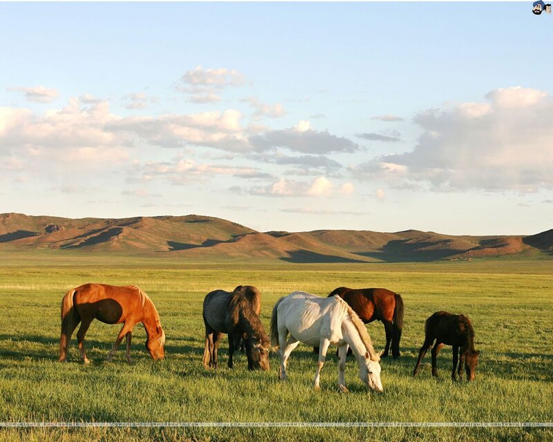Horses Grazing in Field