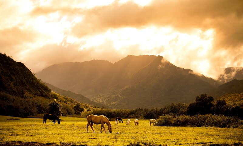 Horses Grazing in Field — Yellow, Serene, Sunset
