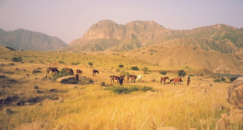 Horses Grazing in Field — Yellow, Serene