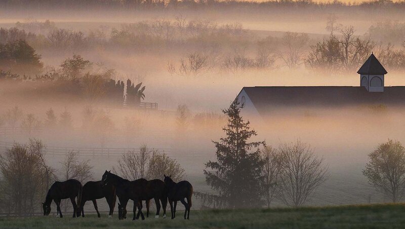 Horses Grazing in Fog — Green
